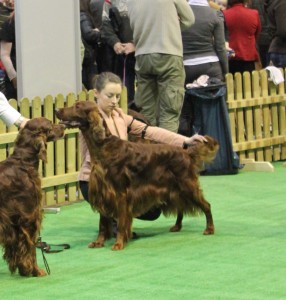 Mayfred MR MUSK MAPLE - 3,5 years old at CACIB Głogów 2013