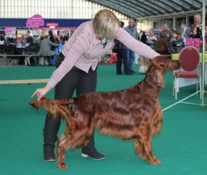 Mayfred MR MUSK MAPLE - 3 years old at Amsterdam Winner Show